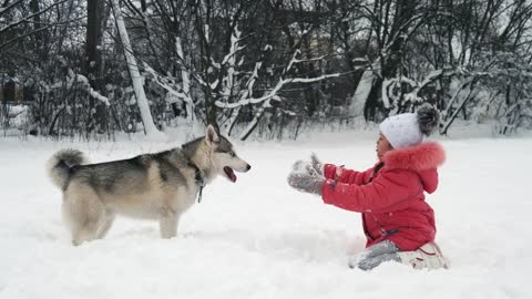 Young girl playing with siberian husky malamute dog on the snow outdoors in winter forest park.
