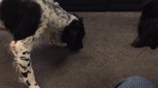 Silly dog tries to catch laser dot