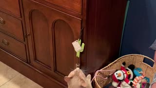 Cat rings bell for treats