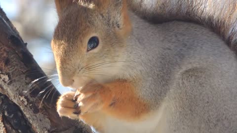 Russian Squirrel