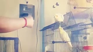 My Cute Cockatiel doing BiG EAGLE Trick