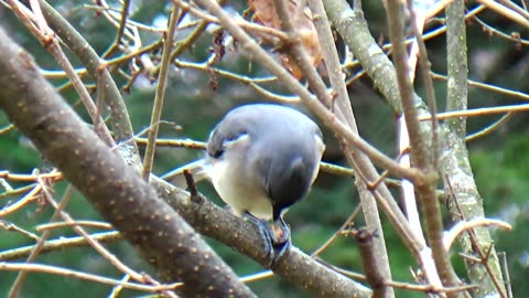 Tufted Titmouse