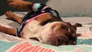 Bulldog puppy protests bedtime with epic temper tantrum