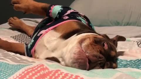 Bulldog puppy protests bedtime with epic temper tantrum