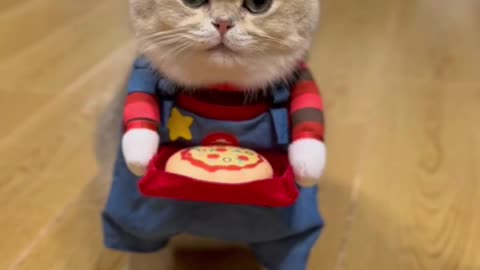 Enjoy you pizza. And don’t forget to leave a tip for your purr-fect waiter