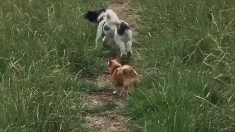 Dogs Playing Fetch OutDoors