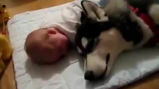 Baby and dog howl in double pack