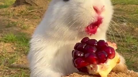 The little rabbit eating a pomegranate looks so sour.