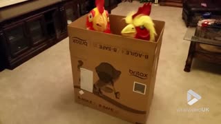 Giant pet roosters