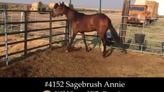 4152 Sagebrush Annie