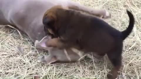 Puppy doesn't take any stuff from foster sister