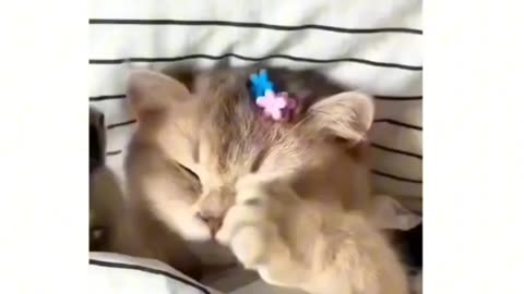 Send this to someone you love and make them laugh 😂😂😂 best funny cat video