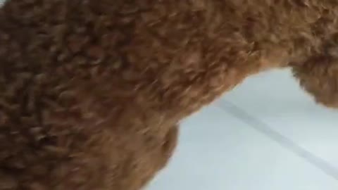 brown teddy dog
