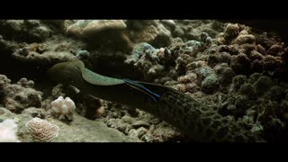 Diving in French Polynesia