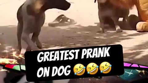 Funniest prank on sleeping dog 😂 Fake lion scared dog prank