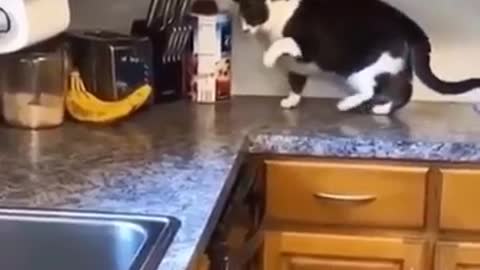 Funny cat video| The cat in the kitchen is fighting with bananas