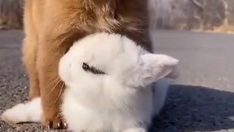 cute pets playing, little dog with little rabbit!