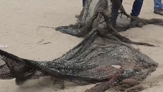Rescatan a ballena jorobada en las costas del norte de Ecuador