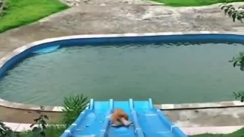 Having fun as my dog goes swimming for the first time 😂😂😮