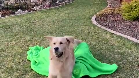 Owner hides from his dog after throwing a ball