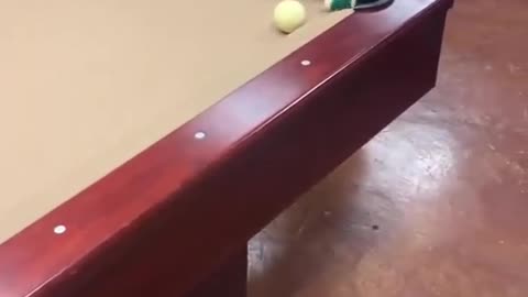 Funny Cat Playing Snooker