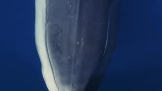 Beautiful Fin Whale