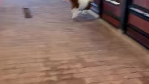 You must see this Miniature Pony