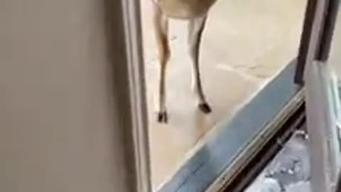 Who let the deer in? Who who who who who 🎶