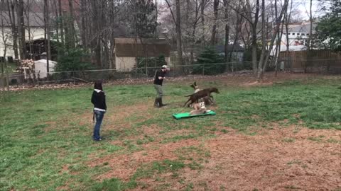Pit Bull Dog Training