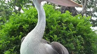 bird in South America