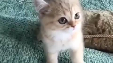 Cute Cat ana Baby Cat Cute Cat and Baby Video