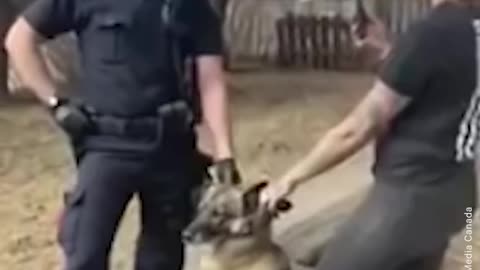 Police Detain Woman's Service Dog on Her Own Property