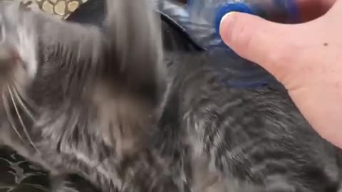 Funny Cat Loves To Play With The Fidget Spinner