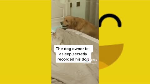 Funny Puppies And Cute DOGS Videos Compilation 2021