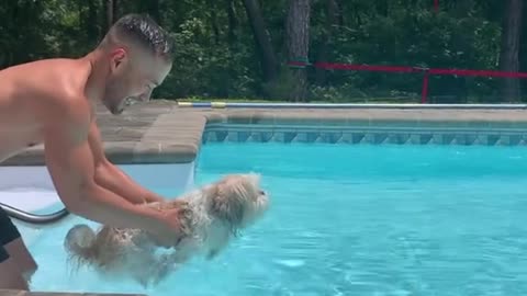 Dog Swim in pool