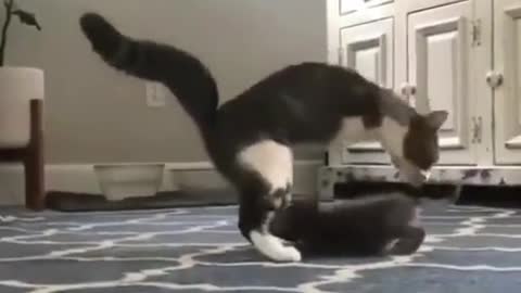 So Beautifull funny cat video clips cat video Playing