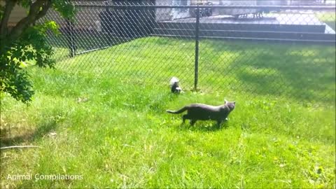 Baby Skunks Trying To Spray - Funniest Compilations