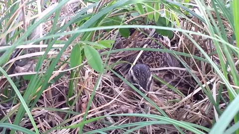 Beautiful Female Mallard Duck Sitting on Nest