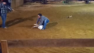 Rodeo tie up a goat!