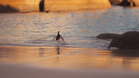 A Cute Penguin Walking on the Beach