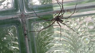 Giant Spider In The Laundry Room