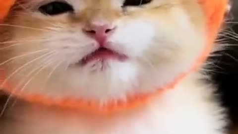 Love face cutie kitten have a message for you