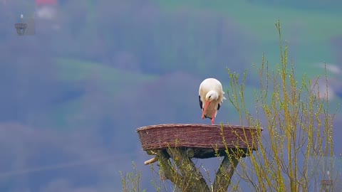 A distant view