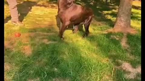 Cane Corso playing tree rope