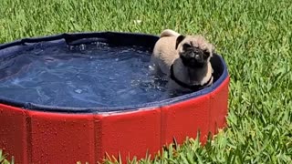 Pickles the pug is enjoying her long holiday weekend