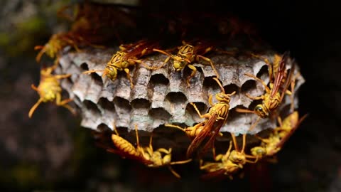 Wasp cell