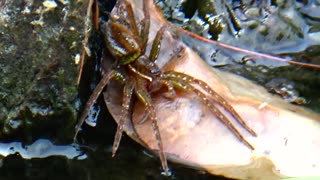 Six-spotted fishing spider