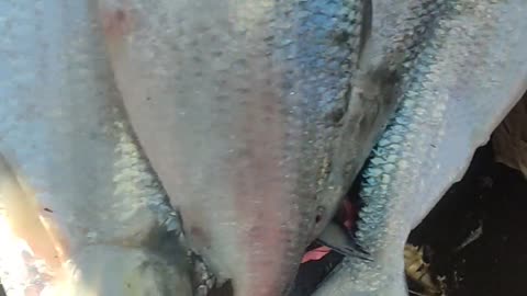 Bangladesh big hilsha fish