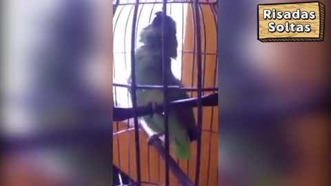 Parrot cries like a child