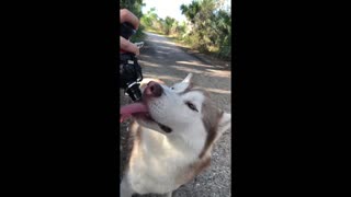 Adorable husky and friends